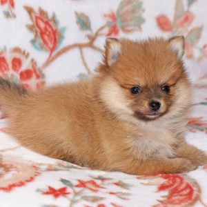 Pomeranian Puppy Callie