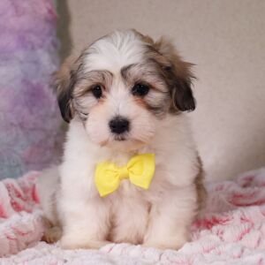 Coton de Tulear Puppy Fernando