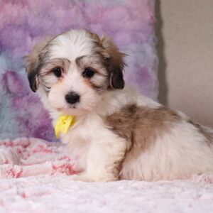 Coton de Tulear Puppy Fernando