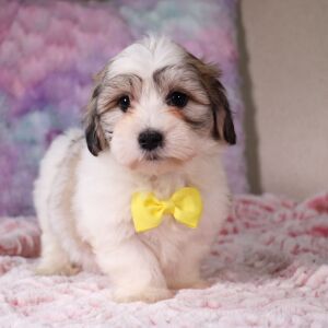 Coton de Tulear Puppy Fernando