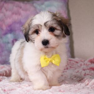 Coton de Tulear Puppy Fernando