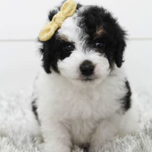 Bernedoodle Puppy Brandy