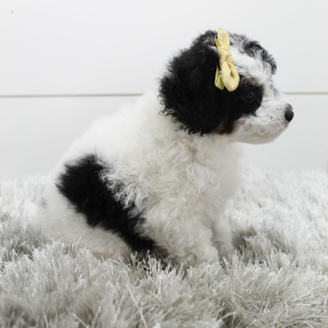 Bernedoodle Puppy Brandy