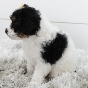 Bernedoodle Puppy Brandy