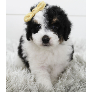 Bernedoodle Puppy Brandy