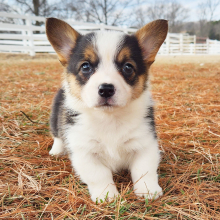 Pembroke Welsh Corgi Puppy Mazey