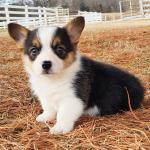 Pembroke Welsh Corgi Puppy Mazey
