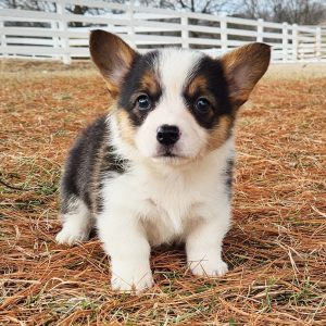 Pembroke Welsh Corgi Puppy Mazey
