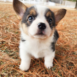 Pembroke Welsh Corgi Puppy Mazey