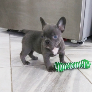 Frenchton Puppy Isabelle