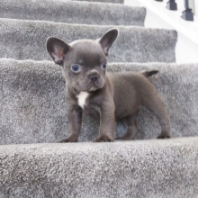 Frenchton Puppy Isabelle