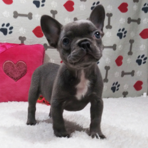 Frenchton Puppy Isabelle