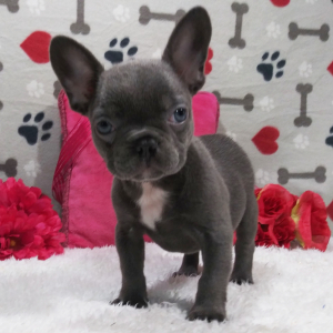 Frenchton Puppy Isabelle
