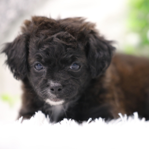 Shihpoo Puppy Alexa