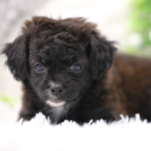 Shihpoo Puppy Alexa