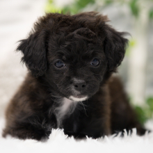 Shihpoo Puppy Alexa