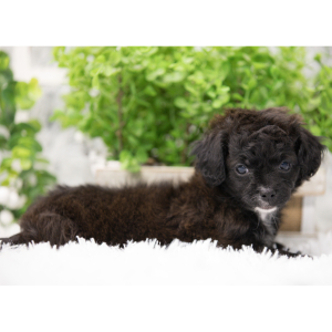 Shihpoo Puppy Alexa