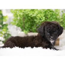 Shihpoo Puppy Alexa