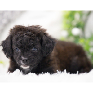 Shihpoo Puppy Alexa