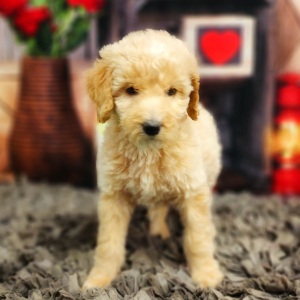Poodle Puppy Angel