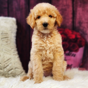 Poodle Puppy Angel