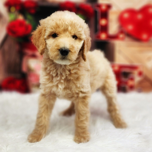 Poodle Puppy Angel