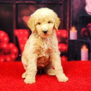Poodle Puppy Angel