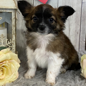 Chihuahua Puppy Ritchie
