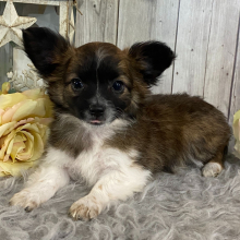 Chihuahua Puppy Ritchie