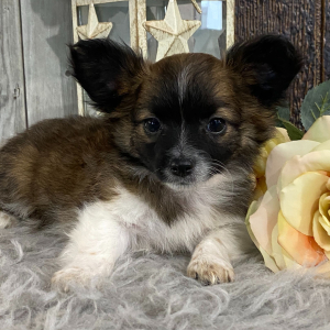 Chihuahua Puppy Ritchie
