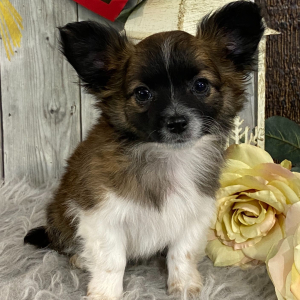 Chihuahua Puppy Ritchie