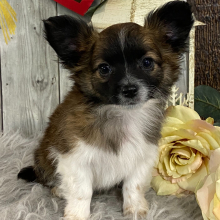 Chihuahua Puppy Ritchie
