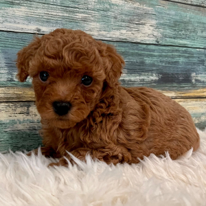 Poodle Puppy Benny