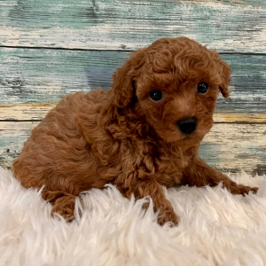 Poodle Puppy Benny