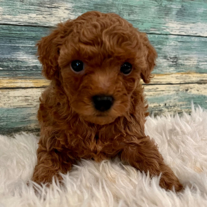 Poodle Puppy Benny