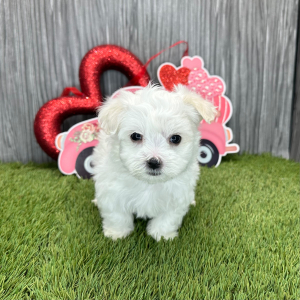 Maltese Puppy Luke