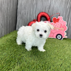 Maltese Puppy Luke