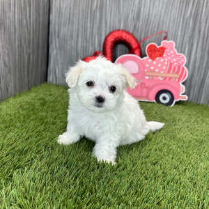 Maltese Puppy Luke