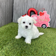 Maltese Puppy Luke