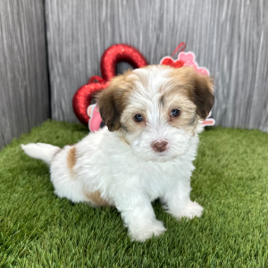 Havanese Puppy Miles