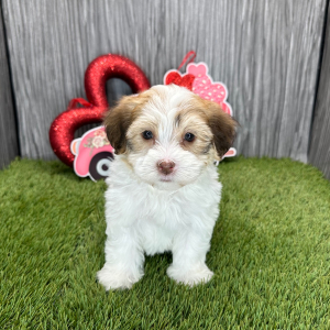 Havanese Puppy Miles