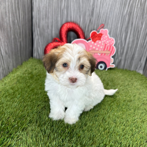 Havanese Puppy Miles