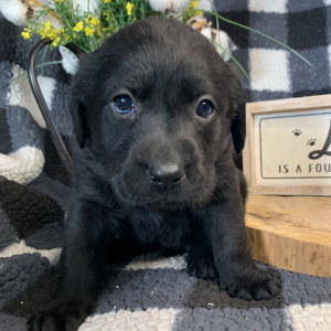 Labrador Retriever Puppy Summer