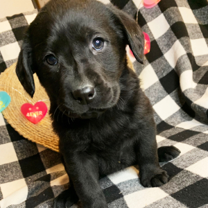 Labrador Retriever Puppy Summer