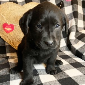 Labrador Retriever Puppy Summer