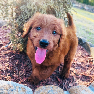 Goldendoodle Puppy Jason