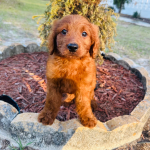 Goldendoodle Puppy Jason