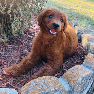 Goldendoodle Puppy Jason