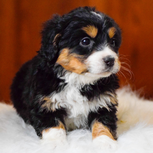 Bernedoodle Puppy Hazel