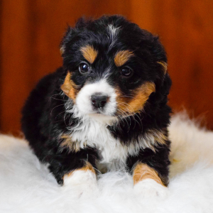 Bernedoodle Puppy Hazel